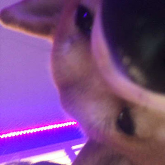 Meet your Posher, Joshua - Picture 1 of 1